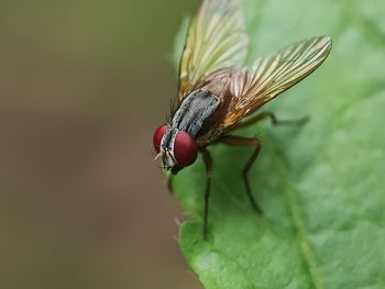 Close-up of fly on leaf