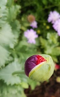 Close-up of flower blooming outdoors