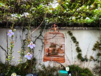 Close-up of bird feeder