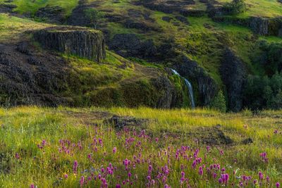 Evening hike to the waterfall