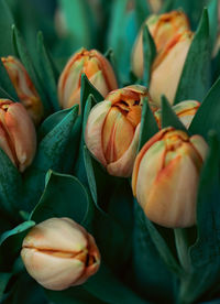 Close-up of flower, orange tulips close-up with soft light
