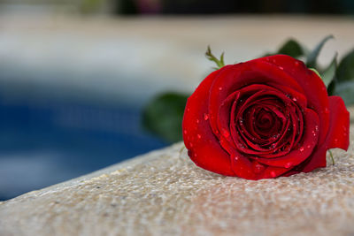 Close-up of red rose