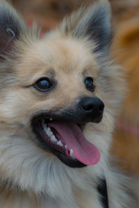 Close-up portrait of dog