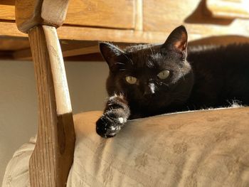 Lazy black cat