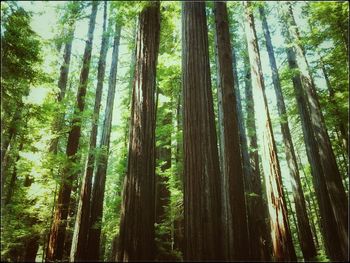 Low angle view of trees in forest