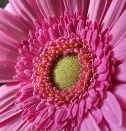 Close-up of pink flower blooming outdoors