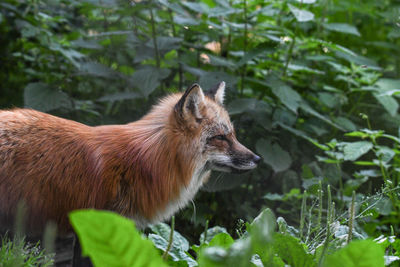 Side view of fox