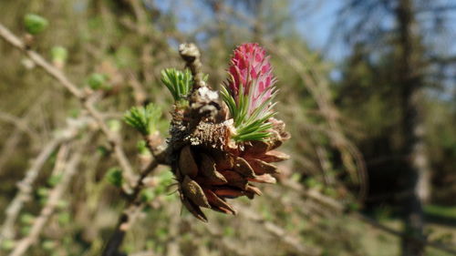 Close-up of flower against blurred background