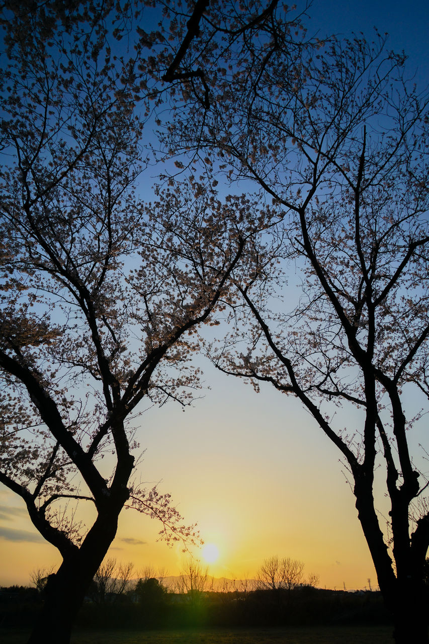 tree, sky, plant, nature, sunset, silhouette, branch, beauty in nature, tranquility, scenics - nature, landscape, sunlight, environment, tranquil scene, no people, dawn, sun, land, flower, evening, outdoors, tree trunk, trunk, back lit, leaf, non-urban scene, idyllic, rural scene, bare tree, blue, twilight, field, water, cloud, travel destinations, clear sky