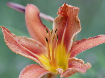 Close-up of day lily blooming outdoors