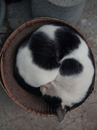 High angle view of cat sleeping