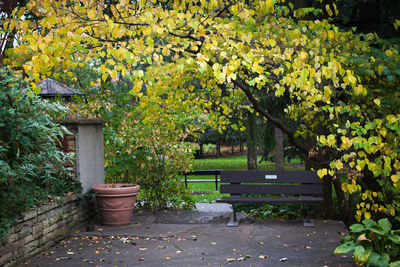 Yellow flowering plants and trees during autumn