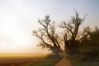 Trees on field against clear sky