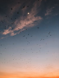 Low angle view of birds flying in sky