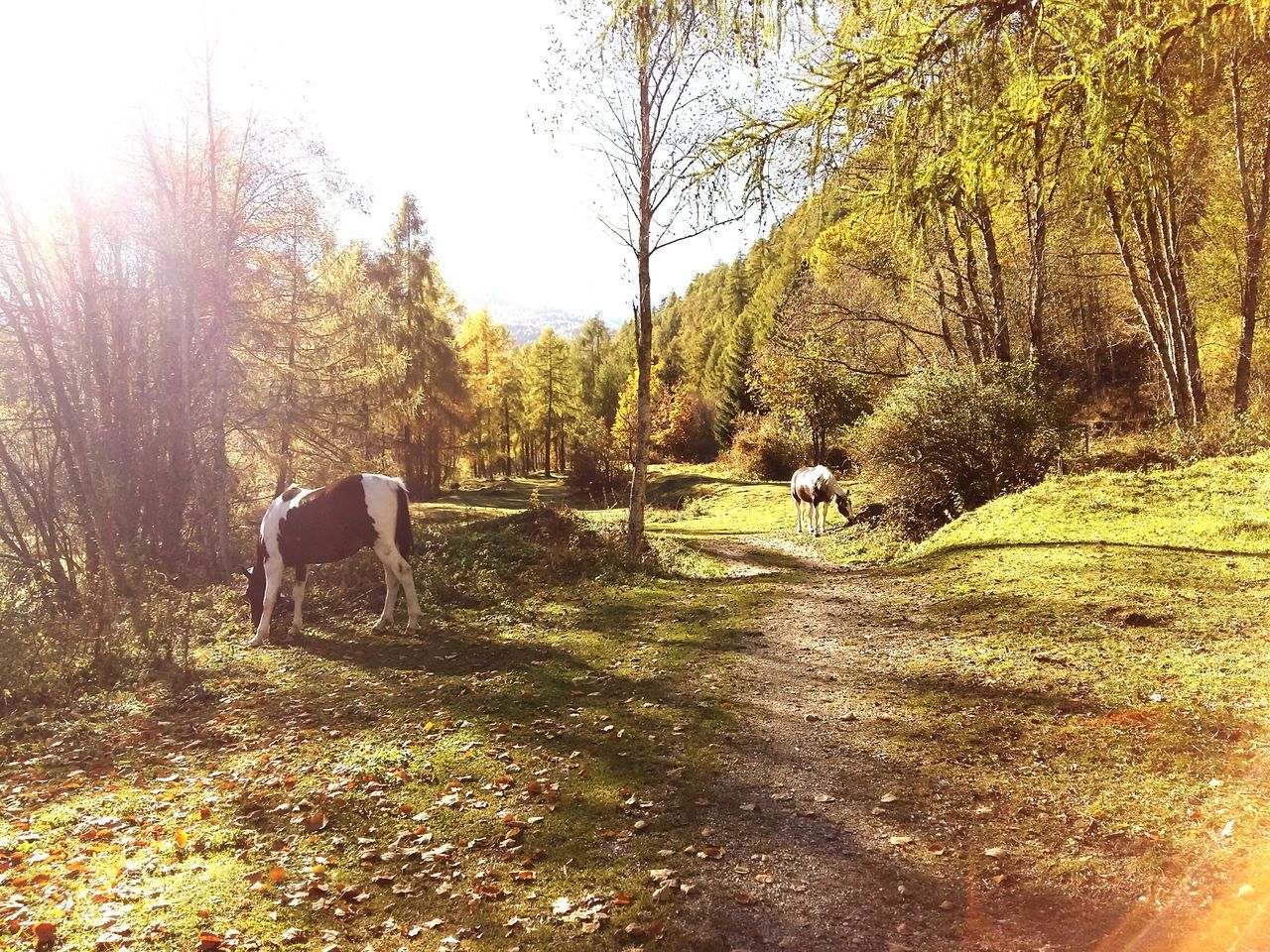 animal themes, tree, domestic animals, mammal, one animal, tranquility, nature, livestock, field, sunlight, grass, tranquil scene, growth, landscape, beauty in nature, horse, wildlife, two animals, scenics, herbivorous