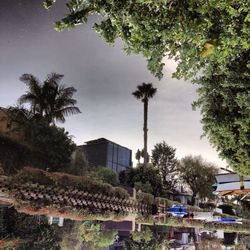Palm trees and buildings against sky