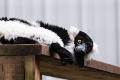 Portrait of cat on wood