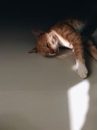 Close-up of a cat sleeping