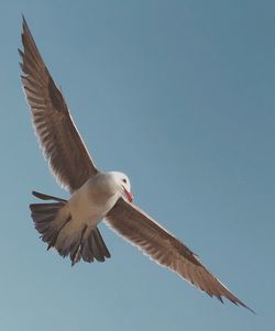 Low angle view of seagull flying