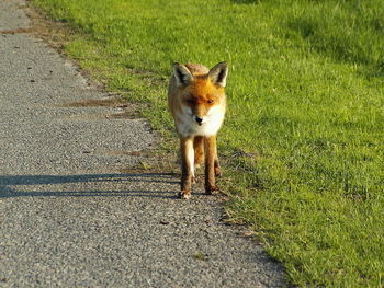 Full length of a cat on road