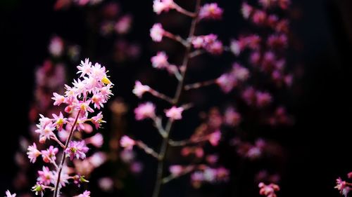 Flowers in the dark.