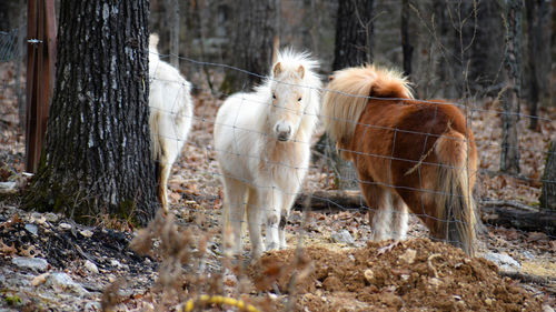 Horses in a field