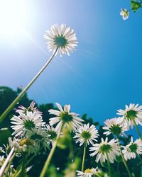 Low angle view of white daisy against sky