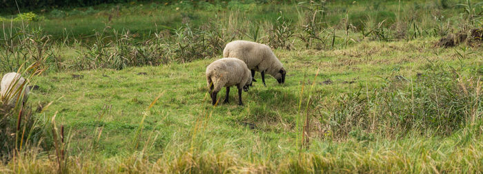 Sheep grazing on field