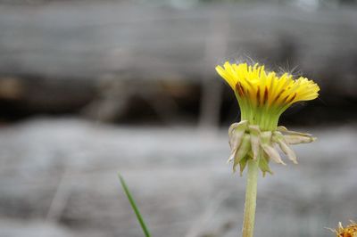 Close-up of yellow flower blooming outdoors