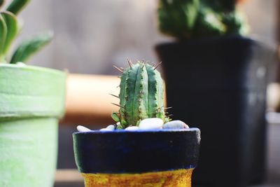 Close up of potted cactus with small depth of field and defocus background.