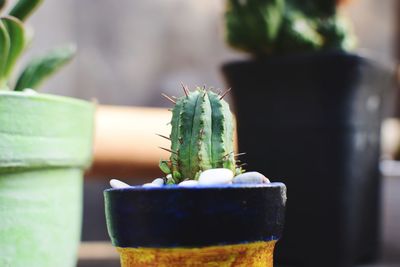 Close-up of potted plant