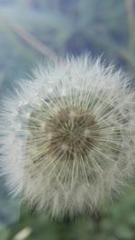 Close-up of dandelion flower