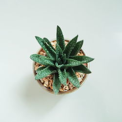 Directly above shot of succulent plant against white background