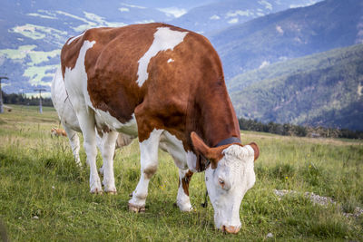 Cow grazing in a field