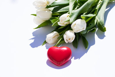 Close-up of red flowers on white background