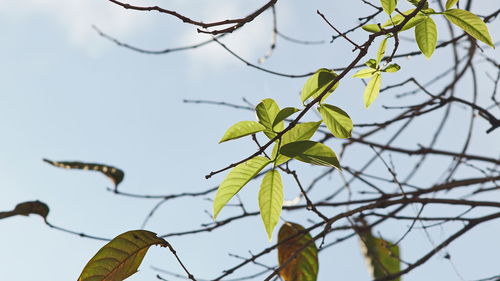 Low angle view of plant against sky