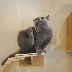 Cats relaxing on wall