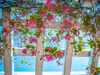 Pink flowers growing on tree