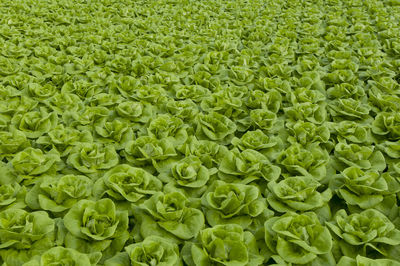 Full frame shot of lettuce plants