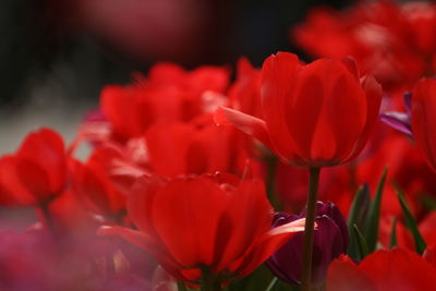 Close-up of red tulips