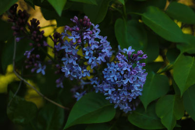 Close-up of purple flowering plants