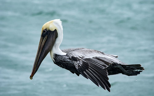 Pelican flying over water