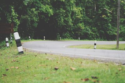 Road by trees