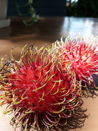 Close-up of red flowering plant