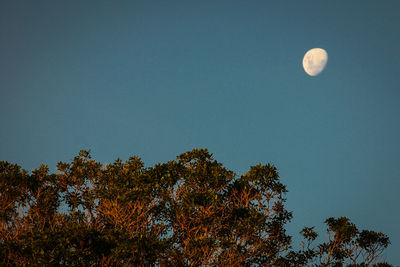 Low angle view of moon against clear sky at night