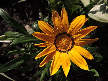 Close-up of raindrops on yellow flower