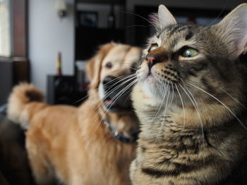 Close-up of cat