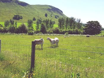 Sheep grazing in field