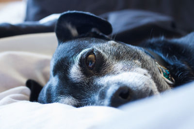 Close-up portrait of dog lying on pet bed