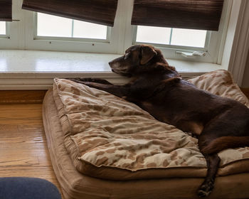 Dog relaxing on bed at home